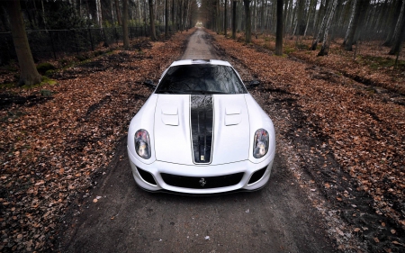 Ferrari 599 GTO - fun, forest, car, ferrari