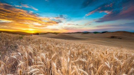 golden fields of wheat - fields, wheat, hills, clouds, sunset