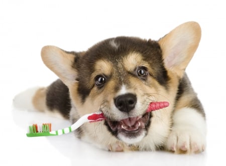 I want to have clean teeth,too!♥ - cute, adorable, clear eyes, puppy, sweet, toothbrush