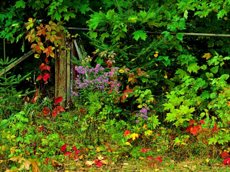 Early Colors Of Autumn - autumn, fence, fall, trees, leaves, flowers, plants