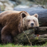 brown bear