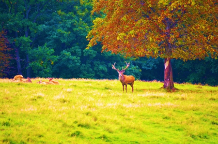 Deer in Autumn - fall, meadow, leaves, trees, colors