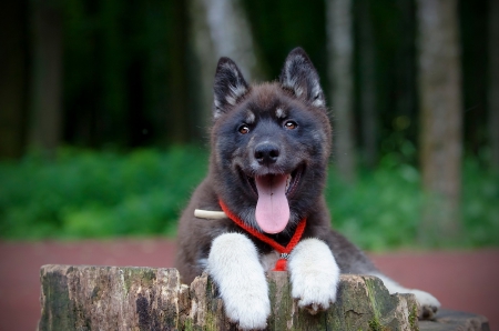 Waiting - image, dog, expression, color, new, wallpaper