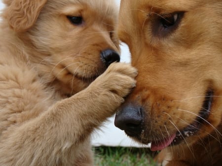 Don't be sad, mom - dogs, image, cute, expression, color, puppy, new, wallpaper