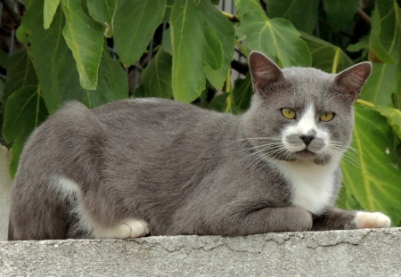 Cat with green eyes - wallpaper, cat, image, new, expression, color