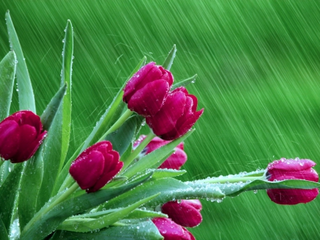 Raining day - tulips, green, red, rain