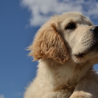 Young golden retriever