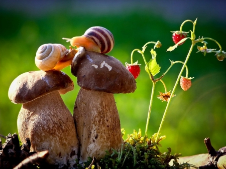 â¤ - nature, mushroom, snail, green, cute