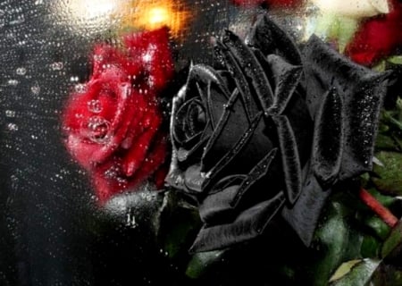 Black and red - roses, image, expression, color, new, wallpaper