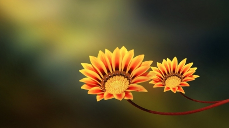 Flowers - beautiful, orange, flower, yellow