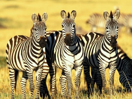 Burchell zebras - savanne, masai, kenia, looking