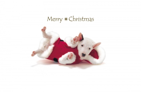 *** Merry Christmas *** - christmas, animal, dogs, dog, merry, animals