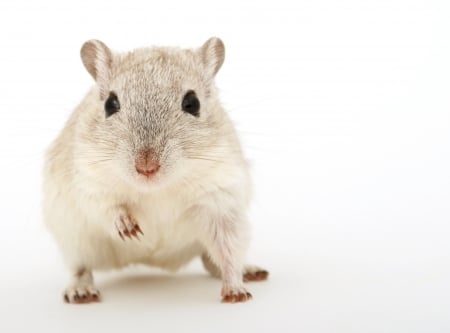 gerbil - front, little, light, claws