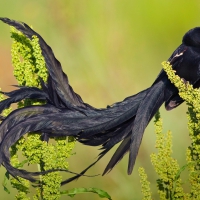 *** Long tailed widow bird ***