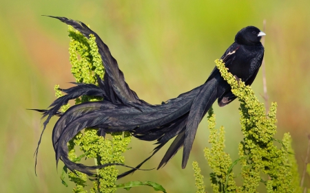 *** Long tailed widow bird *** - animal, animals, bird, birds