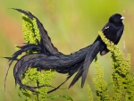 *** Long tailed widow bird ***