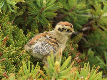 Bird - animal, nature, bird, fly