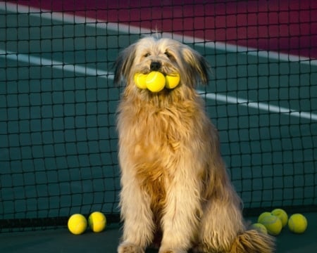 Dog - pretty, beautiful, dog face, puppies, lovely, playful dog, sweet, playful, dogs, cute, face, puppy, animals