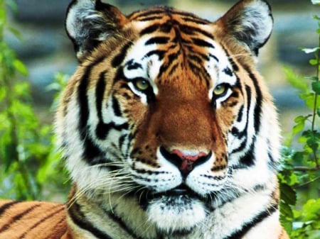 tiger - white, face, orange, stare