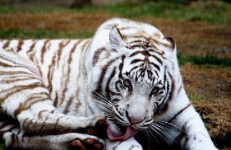 white tiger - licks, paw, washes, grooms