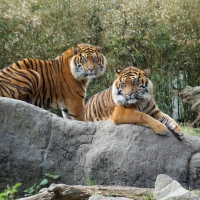 tigers from Sumatra