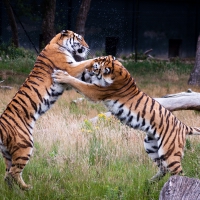 playing tigers