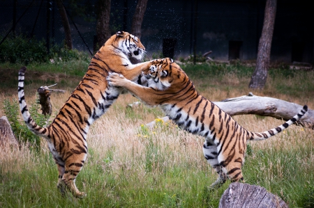 playing tigers - wrestling, punching, field, jumping