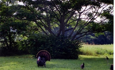 Wild Turkey - farm, wild animals, country, birds