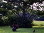 Wild Turkey