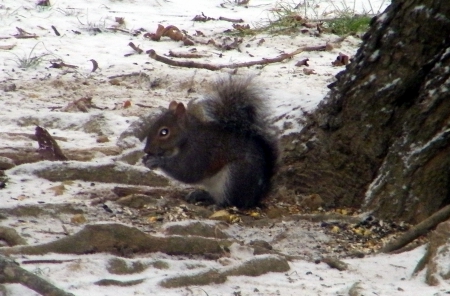 Grey Squirrel Eating Nuts - wild animals, rodents, squirrels, country