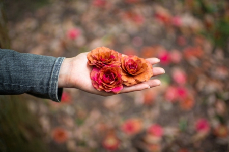 Roses in autumn - beauty, autumn, roses, flowers, for you