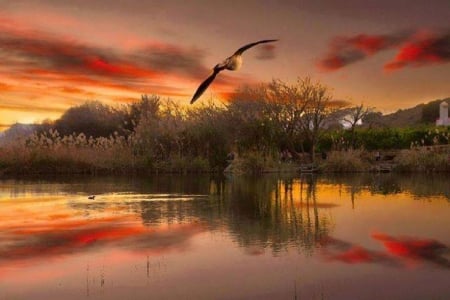 Autumn Lake Sunset - bird, sunset, nature, autumn, lake