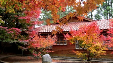 Beautiful maple leaves - maple leaves, yellow, red, beautiful, colorful, orange, house