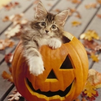 Halloween kitty for my dear friend carmenmbonilla 