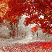 Snow in a Fall Season