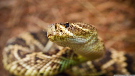 Dont tease the rattler - close-up, snake, predators, HD, nature, cute, reptiles, animals, wildlife, wild, wallpaper