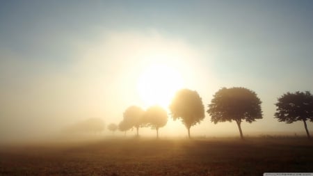 Trees in morning mist - fog, landscape, scene, HD, sunrise, tree, dawn, fall, sunset, nature, autumn, mist, field, sun, wallpaper