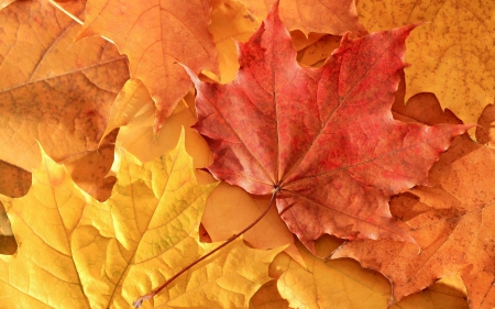 Autumn leaves - leaf, orange, yellow, autumn