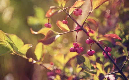 Pink berries - berry, pink, nature, sun, autumn, green