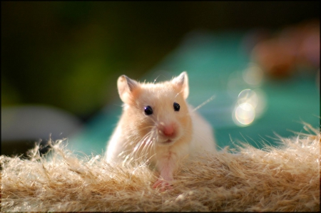 Mouse - animal, pet, mouse, cute