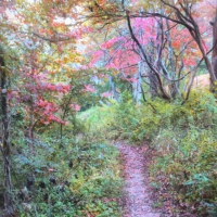 End Of Autumn Trail