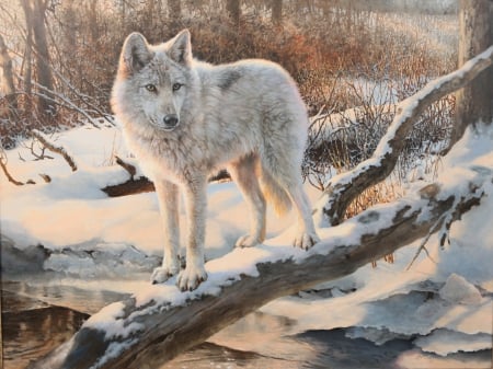 Winter Time - white, winter, wolf, snow