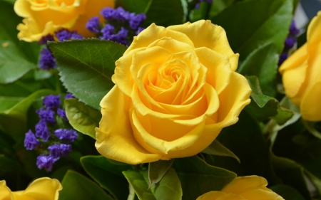 Sunshine Rose - sunshine, popular, roses, pretty yellow rose, wallpaper, rose, nature, yellow rose, yellow, leaves, green, flowers, flower