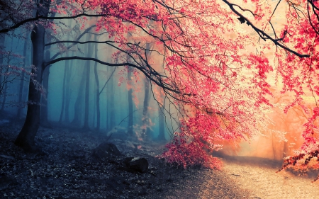 Autumn's Path - leaves, rays, red, light