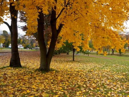 Autumn Park - yellow autumn, golden autumn, yellow tree, autumn park