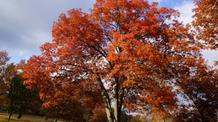 Scenic Autumn - auutmn tree, scenic fall, scenic autumn, fall tree