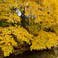 Golden Autumn Pond