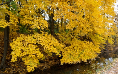 Golden Autumn Pond - golden autumn pond, autumn pond, golden autumn, golden pond