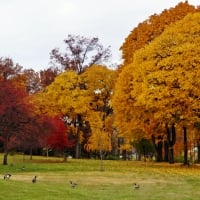 Autumn In Ohio