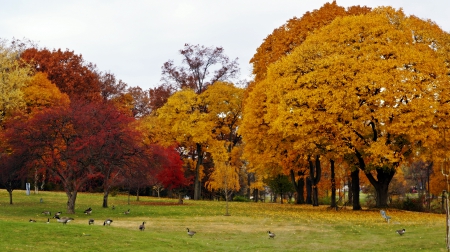 Autumn In Ohio - ohio, autumn in ohio, scenic autumn, beautiful autumn, beautiful fall